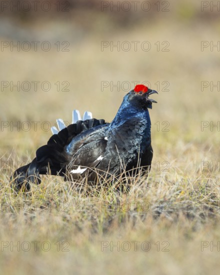 Black grouse (Lyrurus tetrix), black grouse courtship in Sweden, Fågelsjö, Gävleborgs län, Sweden