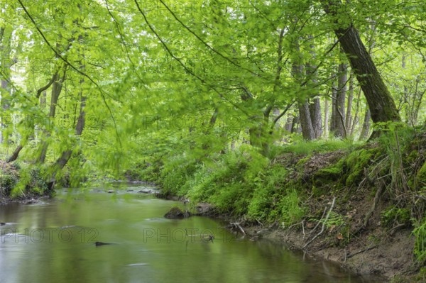 The river Hunte near Barkhausen in the spring-like beech forest, Barkhausen, Bad Essen, Lower