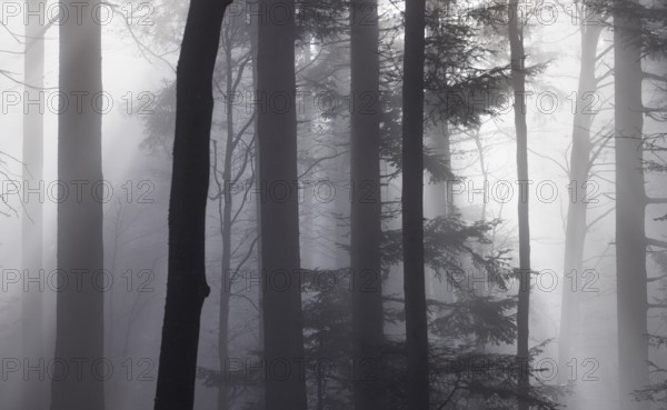 Tree trunks in morning fog with sunbeams, autumn forest, Mondseeland, Salzkammergut, Upper Austria,