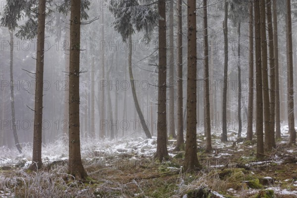Autumn landscape, forest covered in fog with hoarfrost, Mondseeland, Salzkammergut, Upper Austria,