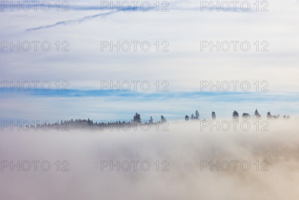 Autumn landscape, trees rising from the fog, inversion weather, Mondseeland, Salzkammergut, Upper