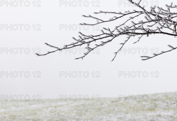 Winter forest, thin branches of a deciduous tree covered with hoarfrost, Mondseeland,