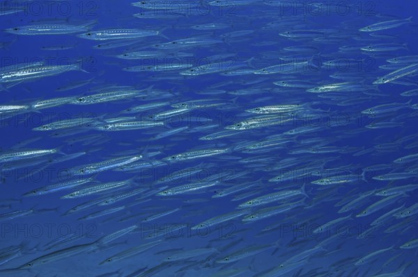Underwater photo of school of Bigeye Barracuda (Sphyraena forsteri) Bigeye Barracuda swimming