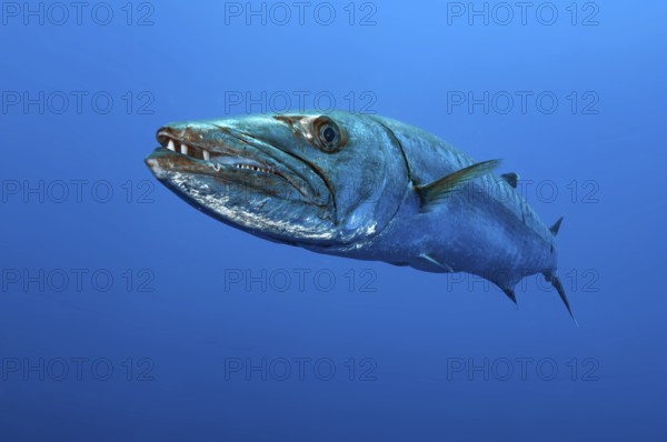Underwater photo close-up of Great barracuda (Sphyraena barracuda) stands floating directly in