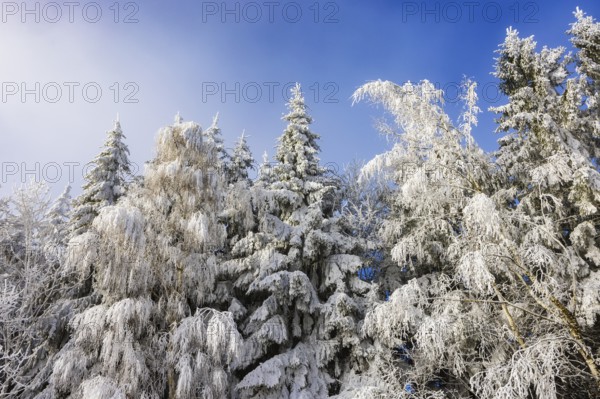 Winter landscape, winter forest with blue sky, trees covered with hoarfrost, Mondseeland,