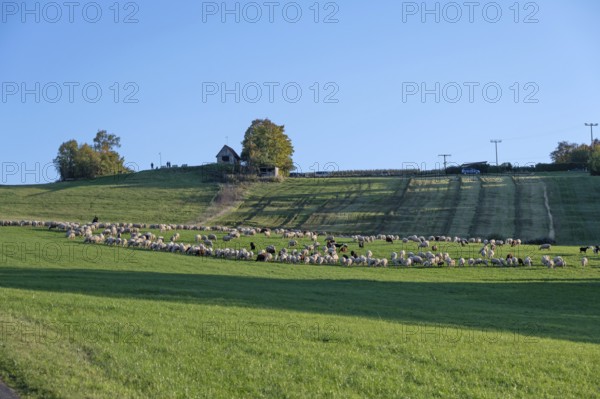 Shepherd tending his flock of sheep (Ovis gmelini aries) in a meadow, Tauchersreuth, Middle