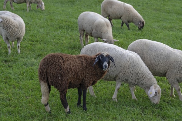 Flock of sheep (Ovis gmelini aries) grazing in a meadow, Beerbach, Middle Franconia, Bavaria,