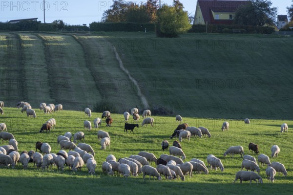 Flock of sheep (Ovis gmelini aries) grazing in a meadow, Tauchersreuth, Middle Franconia, Bavaria,