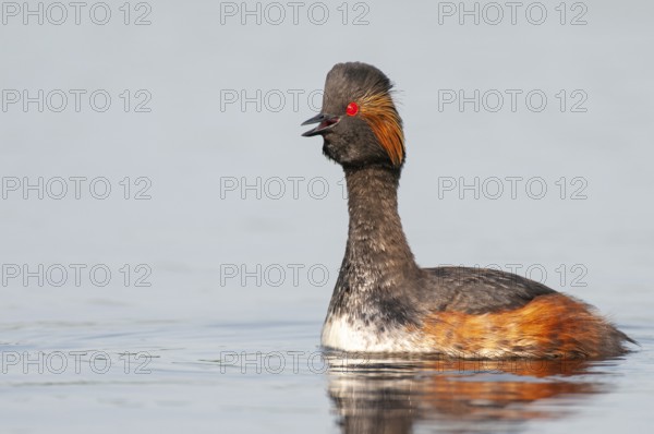 Black-necked Grebe (Podiceps nigricollis) in its plumage, Goldenstedter Moor, Goldenstedt, Lower
