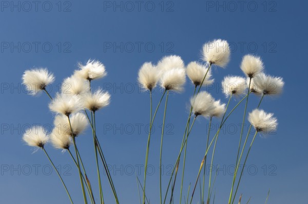 Cottongrass, sheath cottongrass (Eriophorum vaginatum) in Goldenstedt Moor, Goldenstedt, Lower