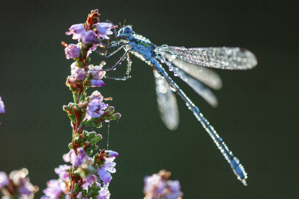 Emerald Damselfly (Lestes sponsa) on flowering heather in the Goldenstedt moor, Goldenstedt, Lower