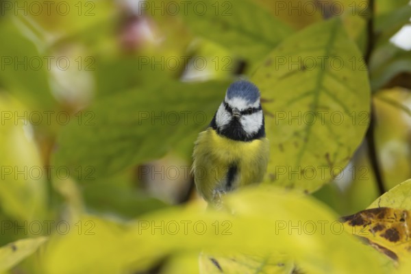 Blue tit (Cyanistes caeruleus) adult garden bird on a magnolia tree with autumn colour leaves,