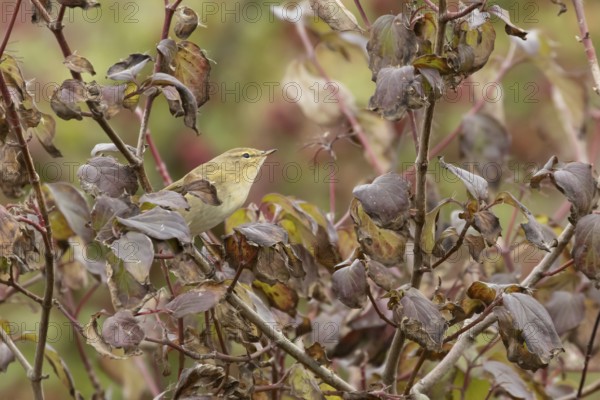 Chiffcaff (Phylloscopus collybita) adult bird on a dogwood tree with autumn colour leaves, England,