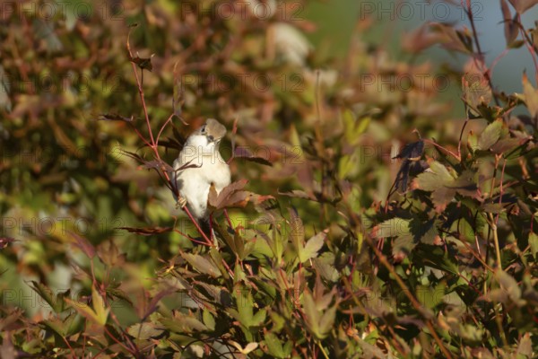Lesser whitethroat (Curruca curruca) adult bird on a tree with autumn colour leaves, England,