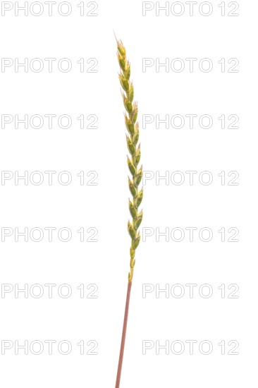 Spelt (Triticum aestivum), cereal, optional, Dinklage, Lower Saxony, Germany