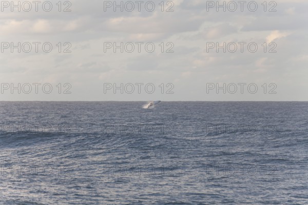 Migration view with whale jumping in the distant ocean. Humpback whale breaching, Cape Byron, New