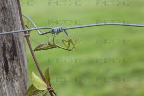 Large giant mantis resting on a wooden fence post in the outdoor light. Macro view, Byron Bay, New