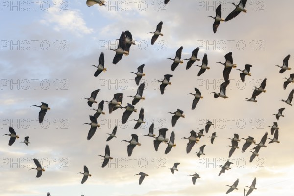 Large group of Australian white ibises (Threskiornis molucca) soaring across the blue sky. Flying