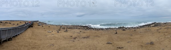 Panorama, seal colony by the sea, fur seal, Cape fur seal (Arctocephalus pusillus), Cape Cross,