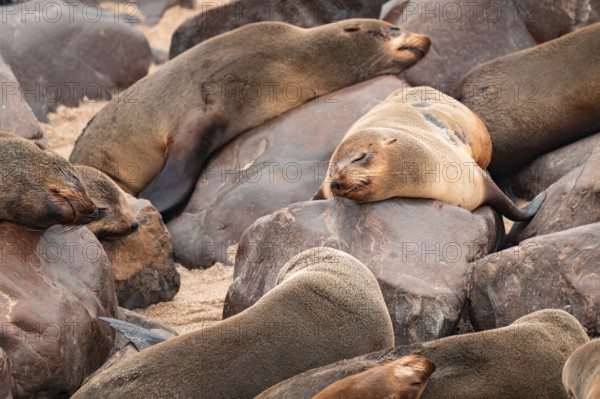 Seal colony, fur seal sleeping, Cape fur seal (Arctocephalus pusillus), Cape Cross, Atlantic coast,