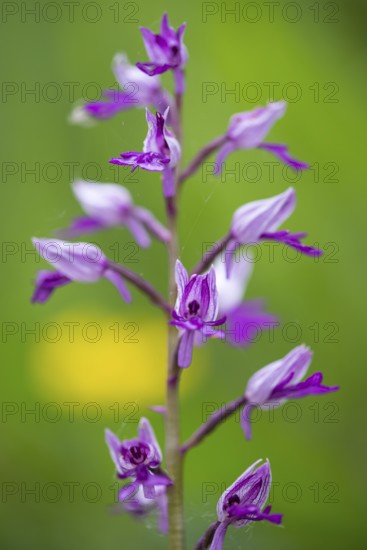 Helm's-orchid (Orchis militaris), Leutra, Jena, Thuringia, Germany