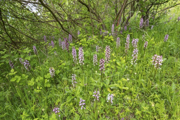 Purple Orchid (Orchis purpurea), Leutra, Jena, Thuringia, Germany