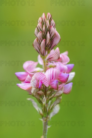 Seed asparagus (Onobrychis viciifolia), Leutra, Jena, Thuringia, Germany