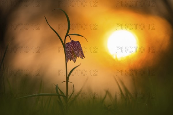 Snake's Head Fritillary (Fritillaria meleagris) at sunrise in a wet meadow in spring, Berne, Lower