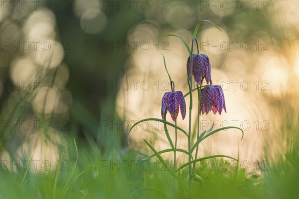 Snake's Head Fritillary (Fritillaria meleagris) in a wet meadow in spring, Berne, Lower Saxony,