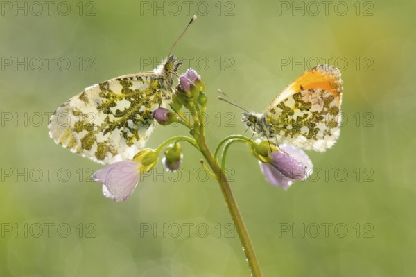 Aurora butterfly (Anthocharis cardamines) on meadow foamwort at sunset in spring, butterfly,