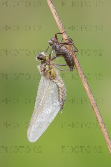 Methamorphosis of a four-spot (Libellula quadrimaculata), dragonfly, Oldenburger Münsterland, moor,