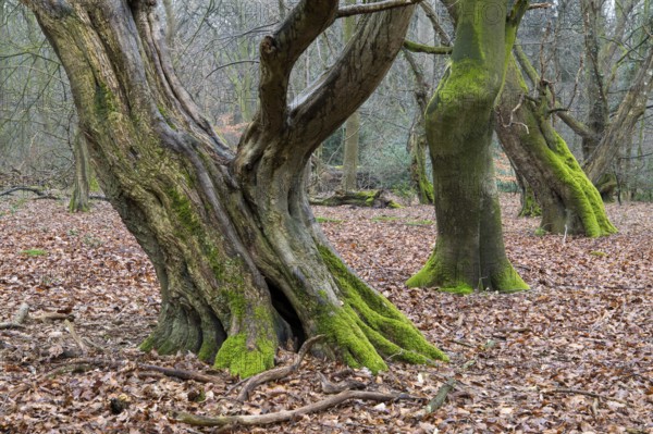 Old trees with dead wood in the Hudewald Urwald tree trail in the Ahlhorner Fischteiche nature