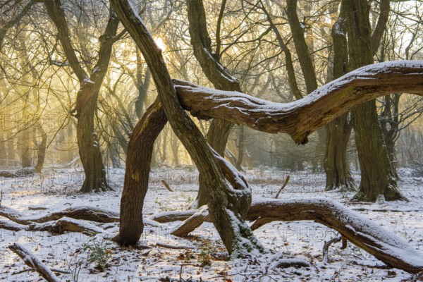 Winter in the jungle tree trail with ancient trees in the Ahlhorner Fischteiche nature reserve,