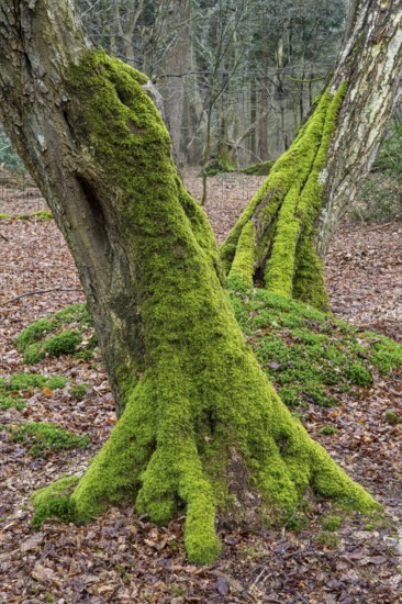 Old trees with dead wood in the Hudewald Urwald tree trail in the Ahlhorner Fischteiche nature