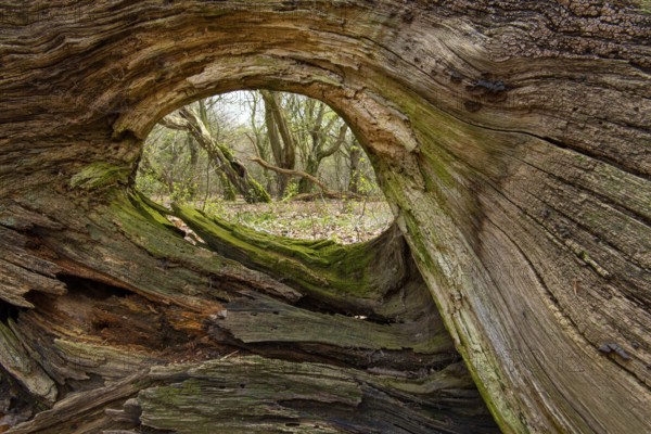 Tree in Hudewald and nature reserve Urwald tree trail in spring, dead wood, Emstek, Lower Saxony,