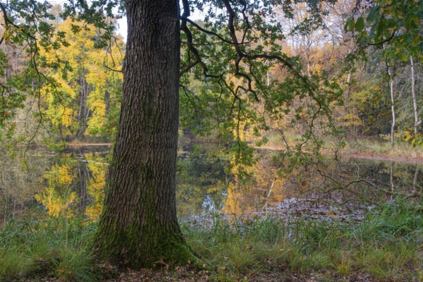 Autumn in the Ahlhorn Fish Ponds Nature Reserve of the Lower Saxony State Forests, Ahlhorn, Lower
