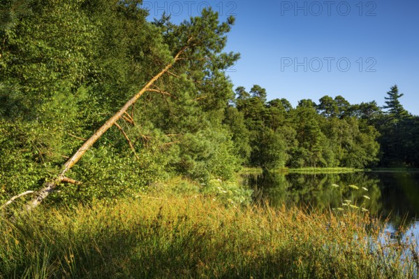 Diana See in the Ahlhorner Fischteiche Nature Reserve, Wildeshausener Geest, Ahlhorn, Lower Saxony,