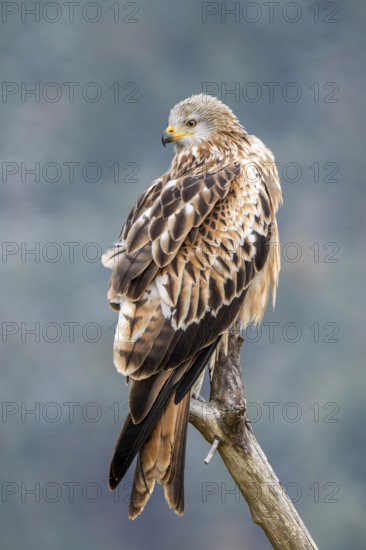 Red kite (Milvus milvus), sitting on a branch, Münster, Tyrol, Austria