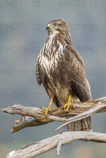 Common buzzard (Buteo buteo) sitting on a branch, Terfens, Tyrol, Austria