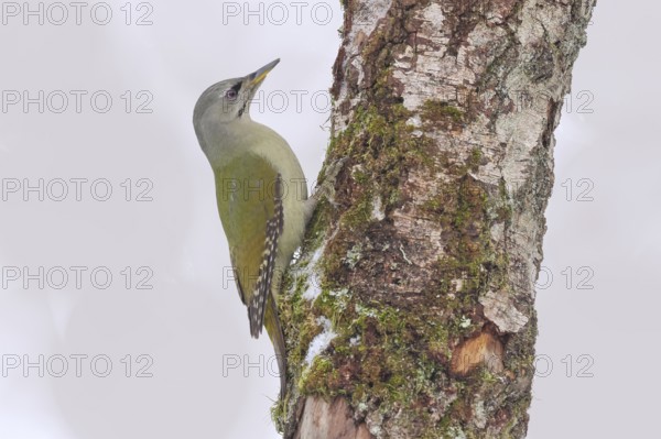 Grey-headed woodpecker (Picus canus), or great spotted woodpecker, female on a birch overgrown with