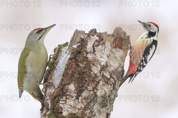 Grey-headed woodpecker (Picus canus), or lesser spotted woodpecker, male and middle spotted
