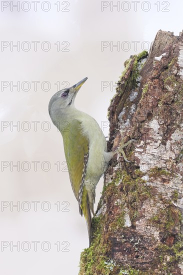 Grey-headed woodpecker (Picus canus), or great spotted woodpecker, female on a birch overgrown with