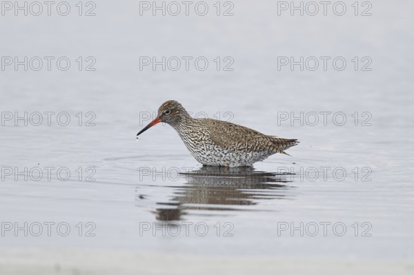 Redshank (Tringa totanus) standing on a flooded meadow in the morning mist, snipe bird, spring,