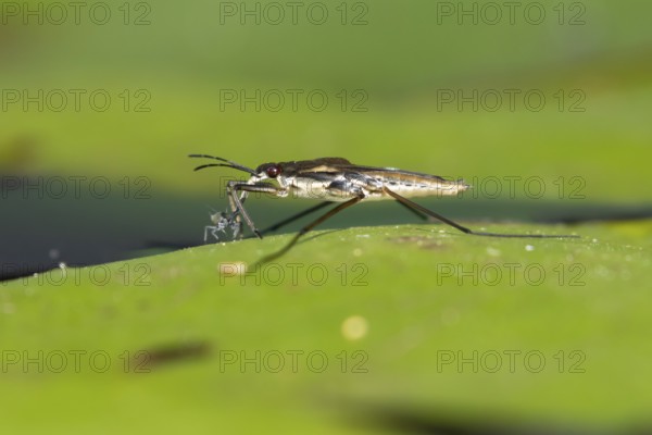 Common pond skater (Gerris lacustris) adult insect feeding on an aphid on a water lily pad or leaf