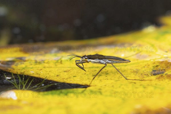 Common pond skater (Gerris lacustris) adult insect on a fallen autumn tree leaf on the water