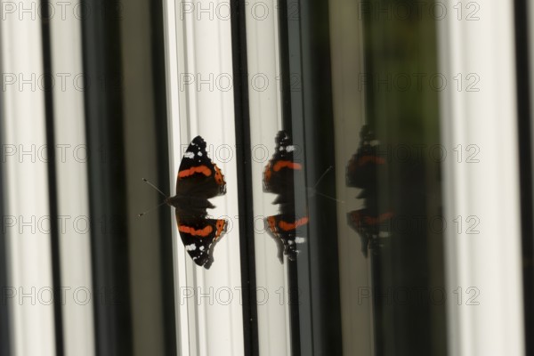 Red admiral butterfly (Vanessa atalanta) adult insect on a house conservatory window frame in