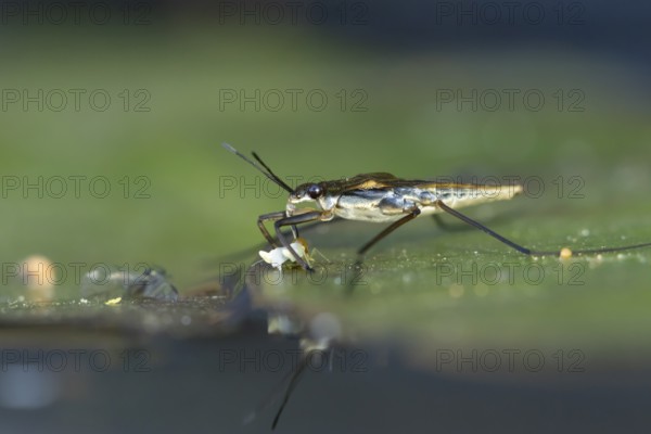 Common pond skater (Gerris lacustris) adult insect feeding on a Whitefly on a water lily pad or