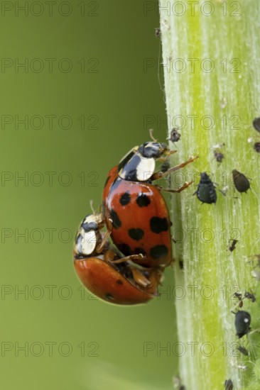 Harlequin ladybird or ladybug (Harmonia axyridis) two adult insects mating on a garden plant stem