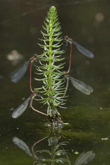 Large red damselfly (Pyrrhosoma nymphula) two pairs of adult insects mating on pond weed in summer,