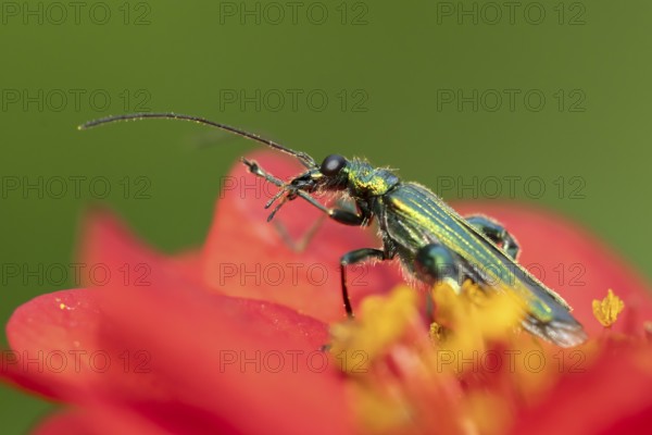Thick-legged flower beetle (Oedemera nobilis) adult insect on a Geum garden red flower in summer,
